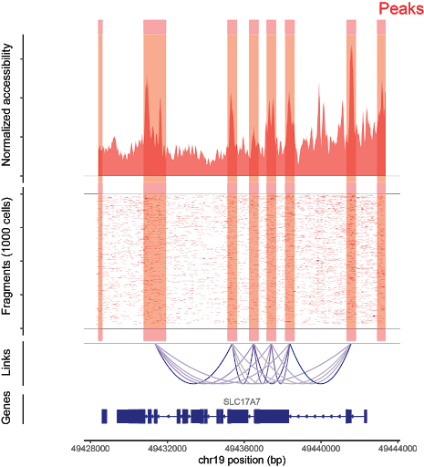 ATAC Analysis