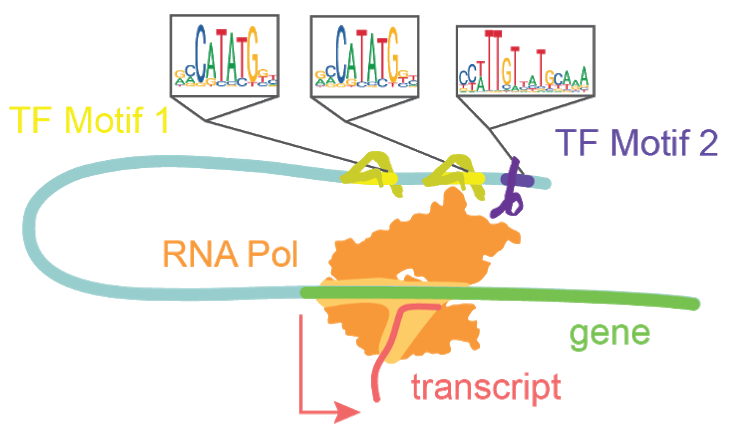 Chromatin